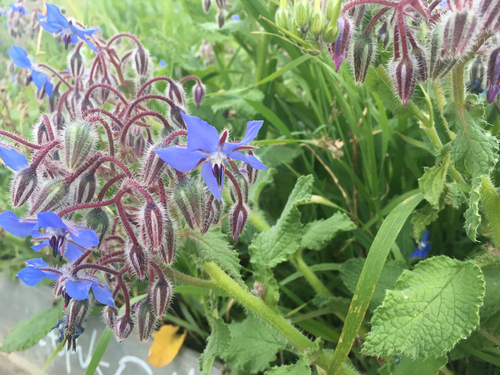 Borages - Photo (c) Andrea Comaposada, some rights reserved (CC BY-NC)