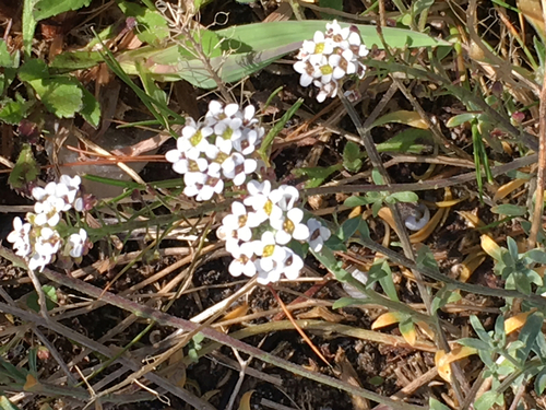 Sweet Alyssum - Photo (c) Andrea Comaposada, some rights reserved (CC BY-NC)